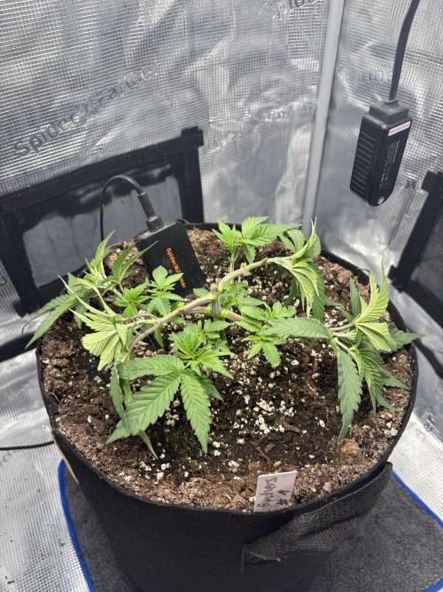 Gushers. Week 5