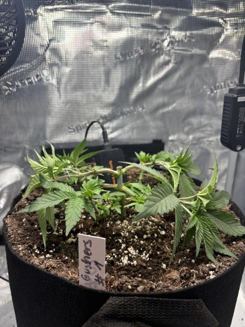 Gushers. Week 5