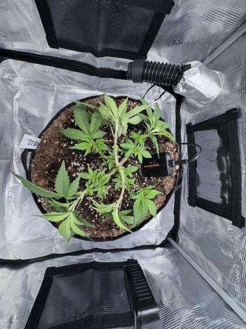 Gushers. Week 5