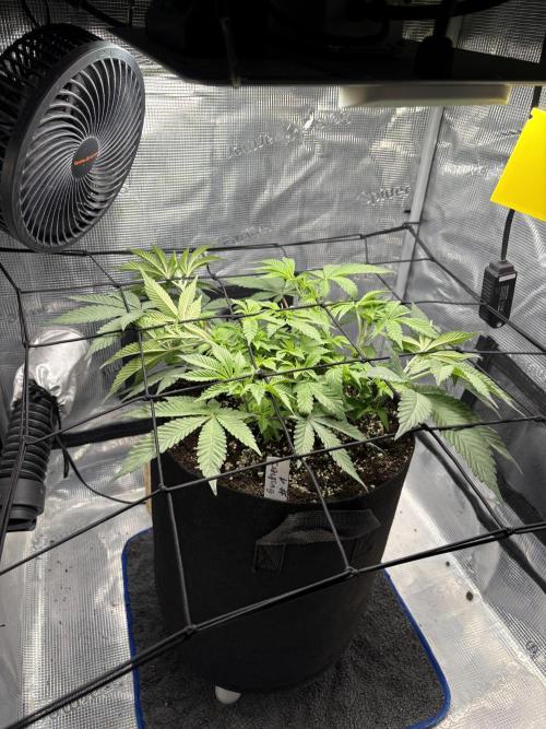 Gushers. Week 6