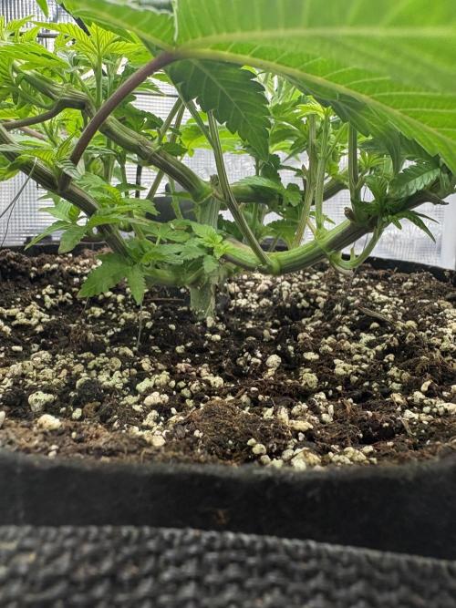 Gushers. Week 6