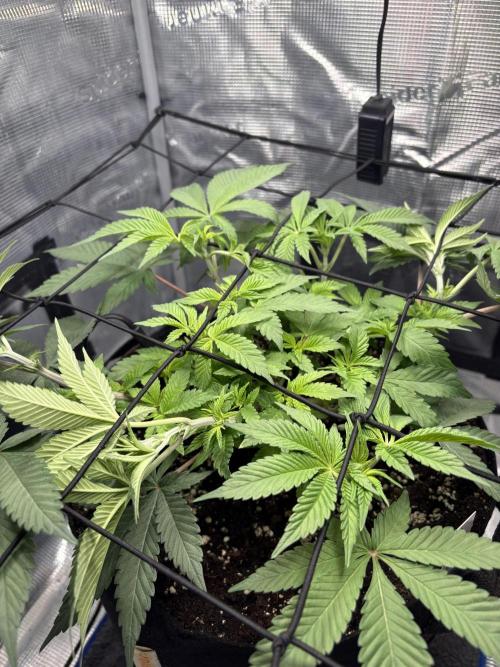 Gushers. Week 6
