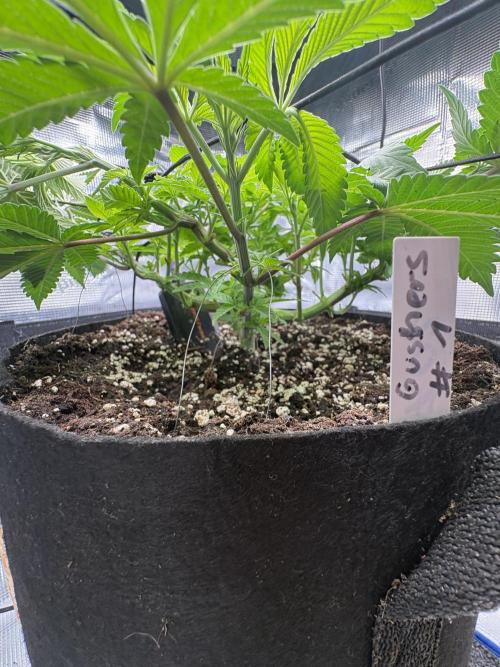 Gushers. Week 6