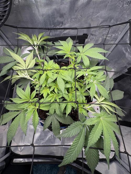 Gushers. Week 6