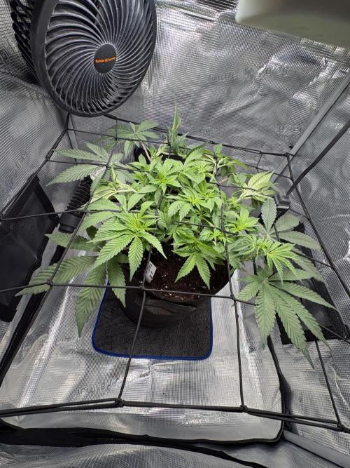 Gushers. Week 7