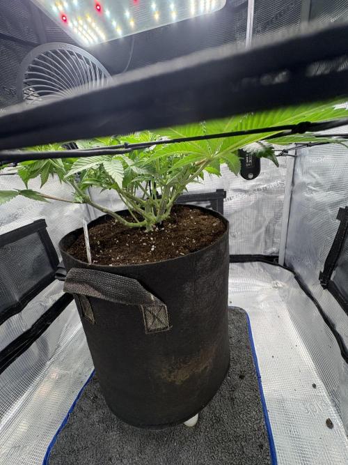 Gushers. Week 7
