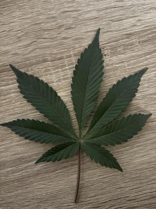 Gushers. Week 7