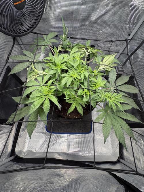 Gushers. Week 7