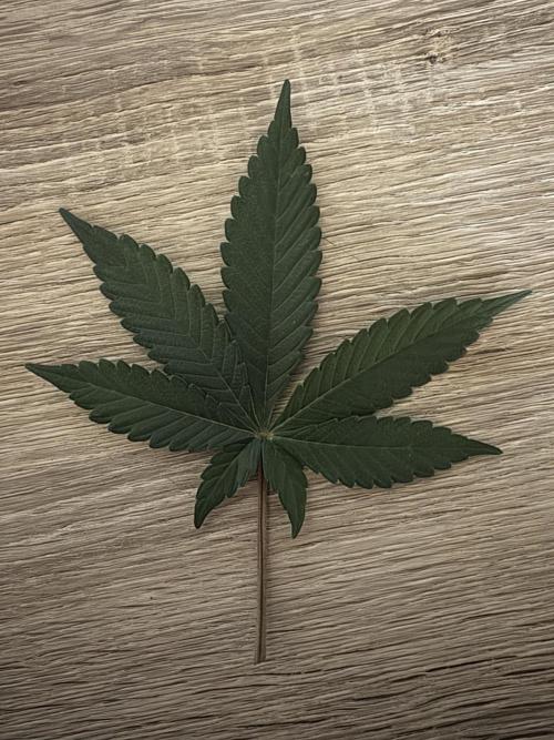 Gushers. Week 7