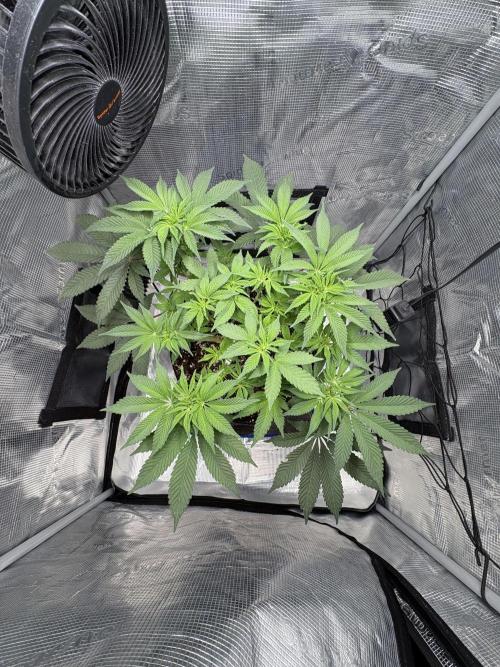 Gushers. Week 8