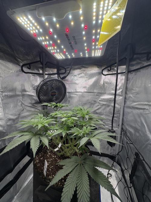 Gushers. Week 8