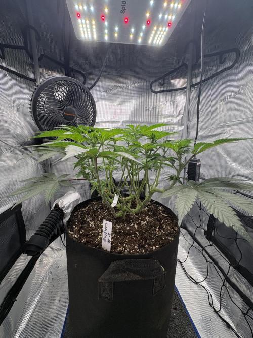 Gushers. Week 8