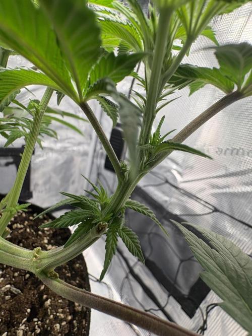 Gushers. Week 8