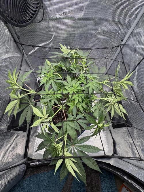 Gushers. Week 9