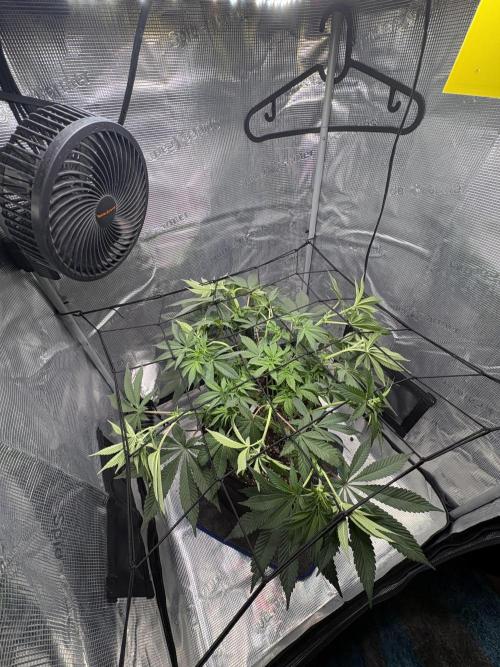 Gushers. Week 9