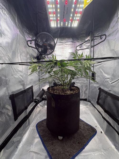Gushers. Week 9