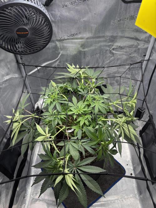 Gushers. Week 9