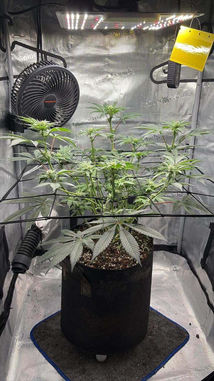 Gushers. Week 10