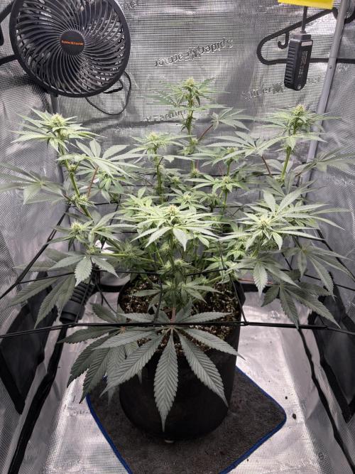 Gushers. Week 11