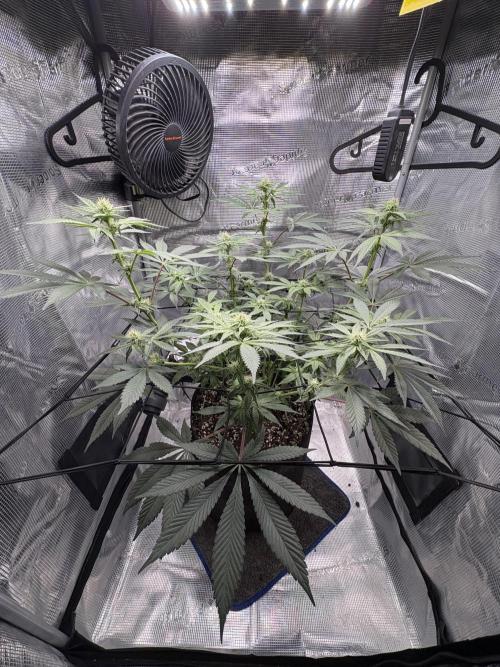 Gushers. Week 11