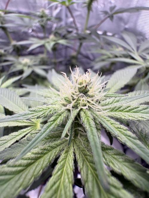 Gushers. Week 11