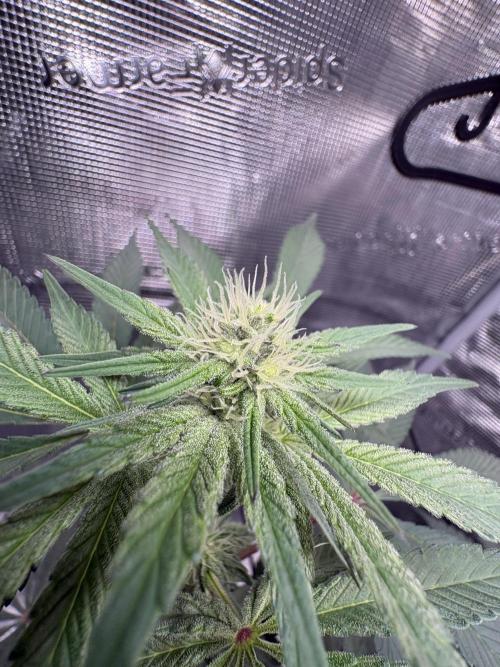 Gushers. Week 11