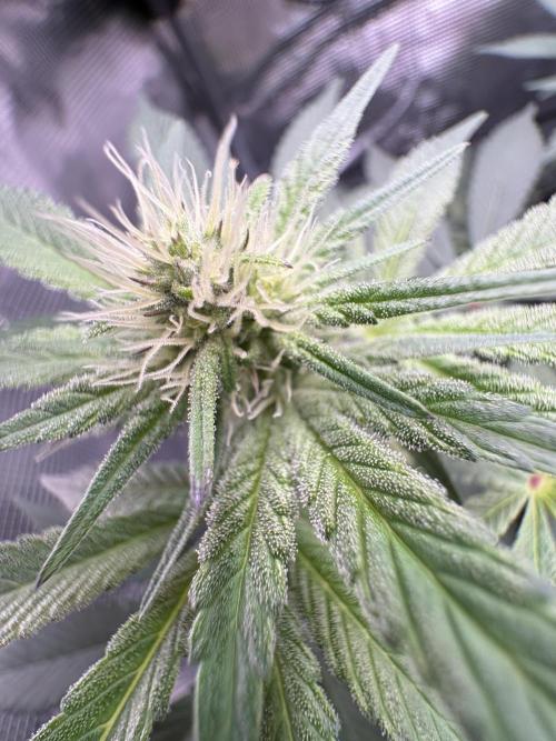 Gushers. Week 11
