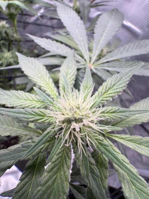 Gushers. Week 11