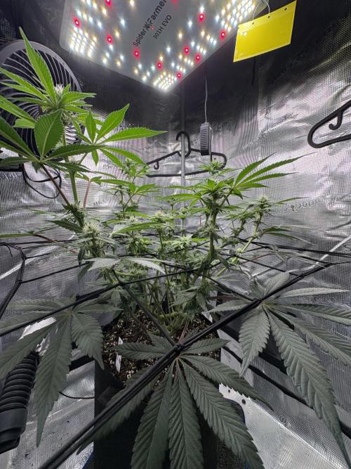 Gushers. Week 11