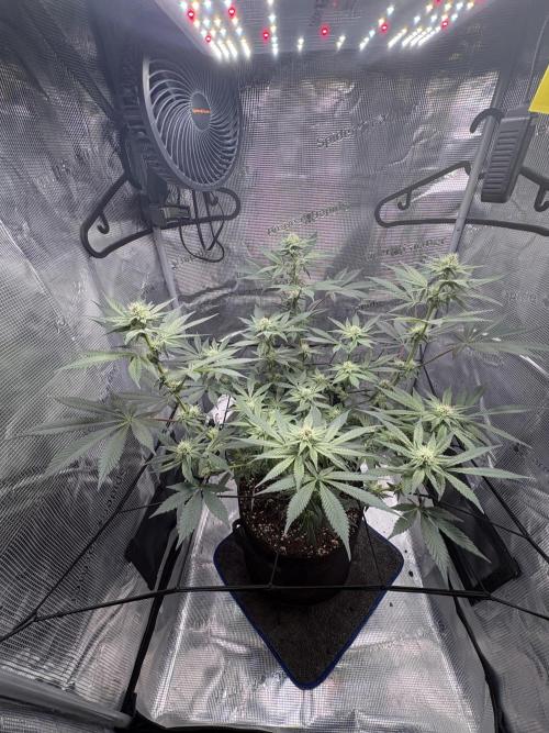Gushers. Week 12