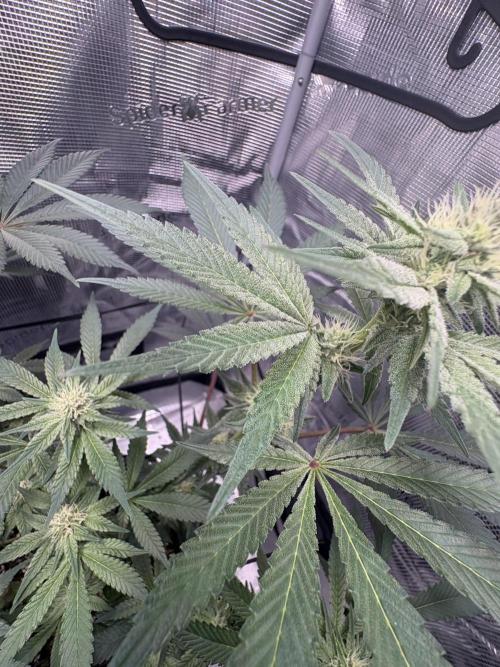 Gushers. Week 12