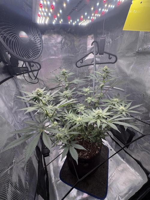Gushers. Week 12
