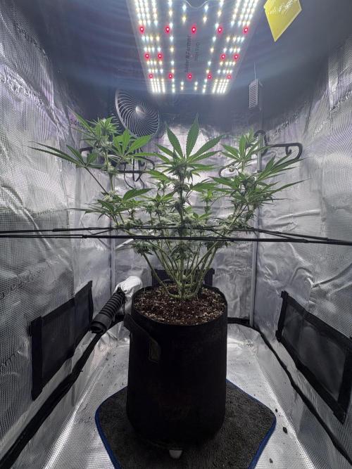 Gushers. Week 12