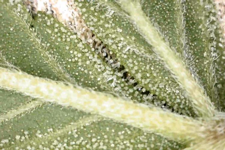 Gushers. Week 12