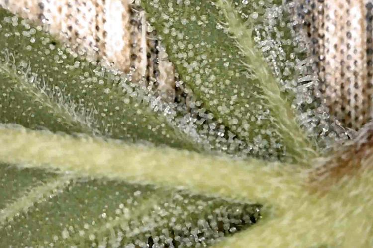 Gushers. Week 12