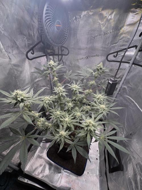 Gushers. Week 13