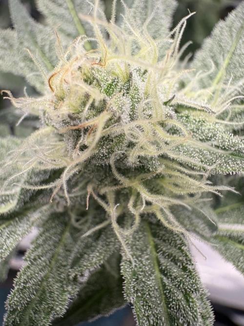 Gushers. Week 13
