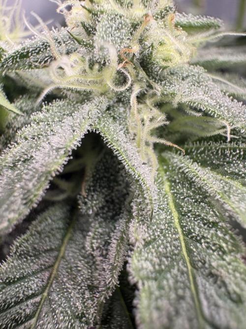 Gushers. Week 13