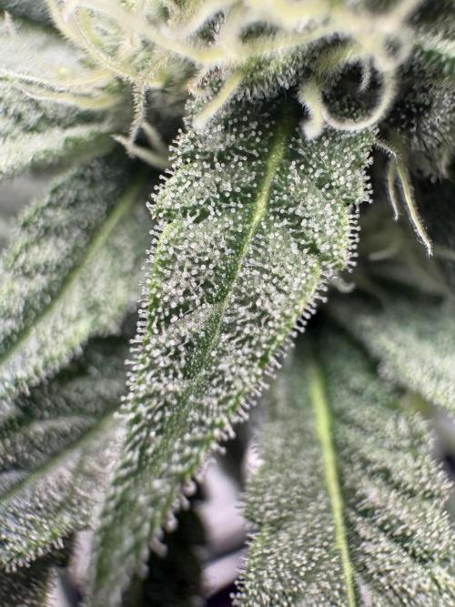 Gushers. Week 13