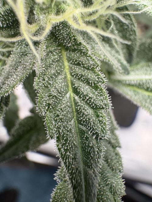 Gushers. Week 13