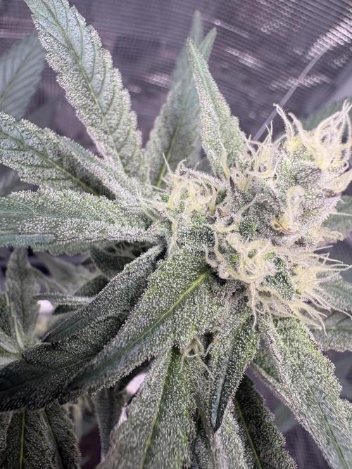Gushers. Week 13