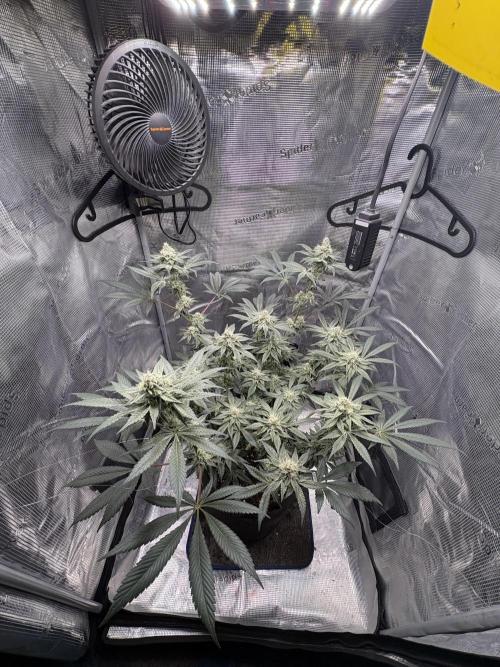 Gushers. Week 14
