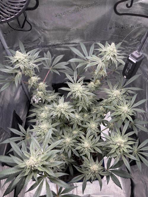 Gushers. Week 14