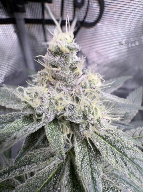 Gushers. Week 14
