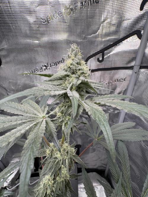Gushers. Week 14