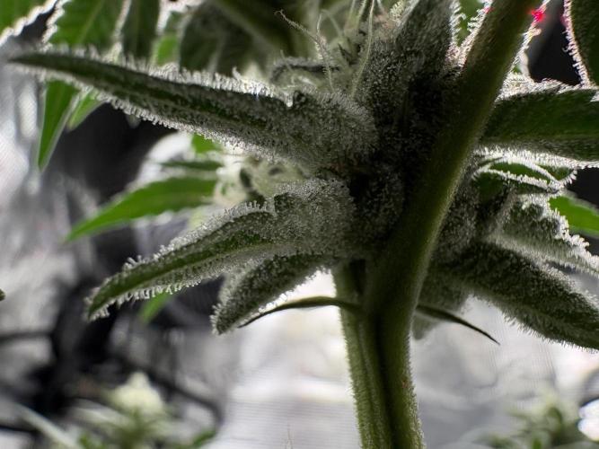 Gushers. Week 14