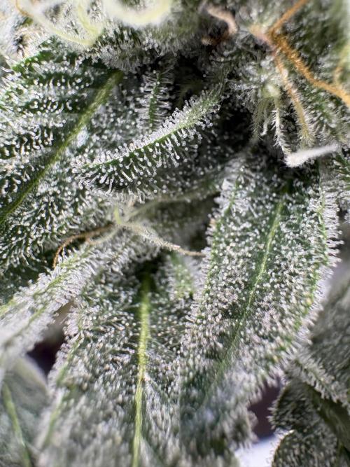 Gushers. Week 14