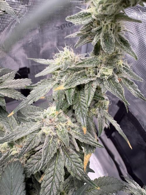 Gushers. Week 14