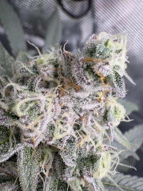 Gushers. Week 15