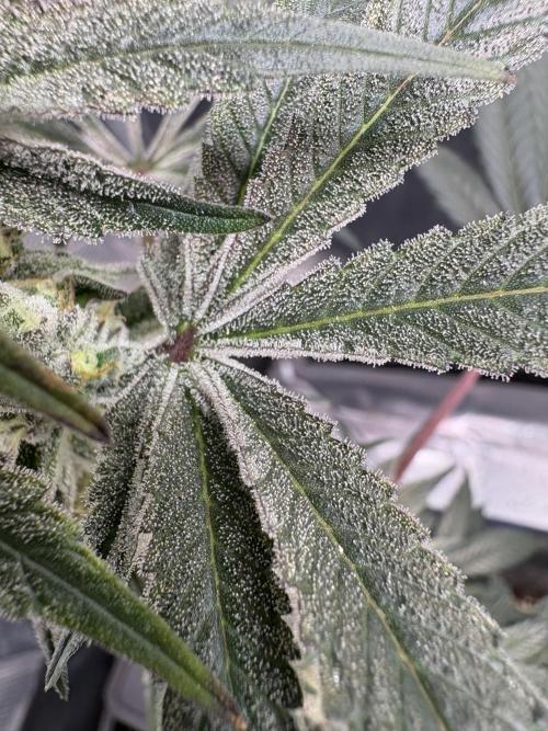 Gushers. Week 15